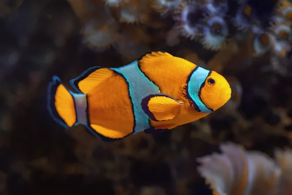 Clownfish Coral Reef Fish Aquarium Amphiprioninae — Stok fotoğraf