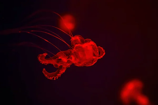 Medúzy Plavat Intenzivním Červeném Pozadí Viděno Zblízka — Stock fotografie