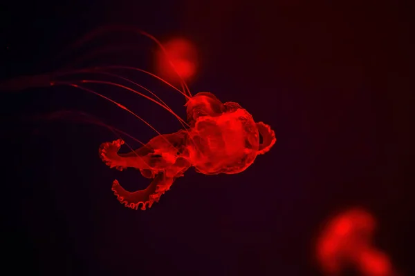 Jellyfish Swimming Intense Red Background Seen Close — Stock Fotó