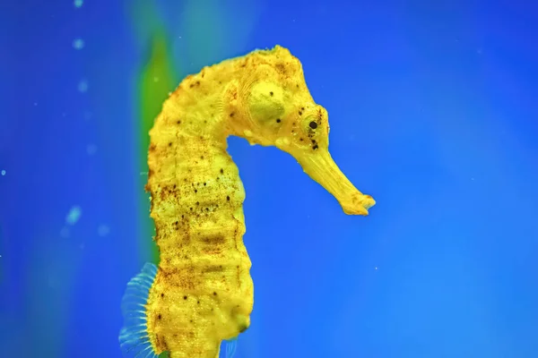 Žlutý Dlouhonohý Mořský Koník Akváriu Modrým Podkladem — Stock fotografie