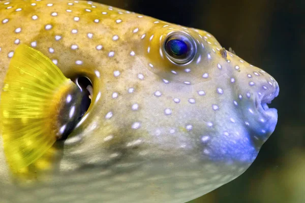 Inflated Yellow Balloon Fish Tropical Fish Coral Reef — Fotografia de Stock