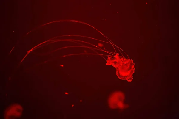 Medusas Movendo Lentamente Aquário Fundo Vermelho Intenso — Fotografia de Stock
