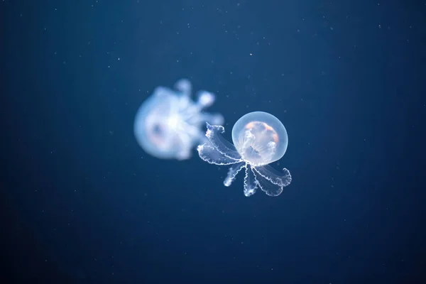 Jellyfish (Rhizostoma pulmo) in deep blue waters. Seen from close up