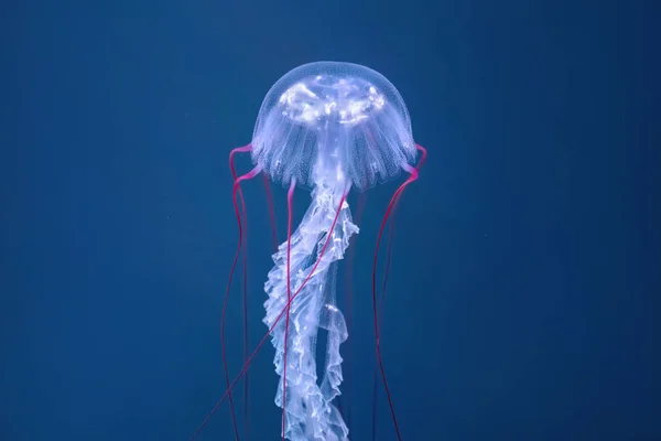Medúza Dně Modrého Oceánu Viděno Zblízka — Stock fotografie
