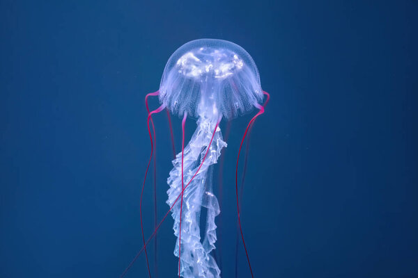 Jellyfish on the blue ocean depth. Seen from close up