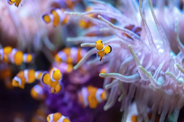 Muitos Peixes Palhaço Amphiprion Ocellaris Aquário Marinho Peixes Tropicais Num — Fotografia de Stock