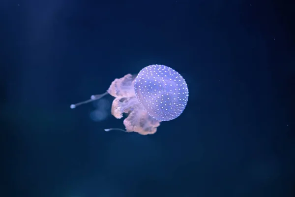 Denizanası okyanusun dibinde yüzüyor. Mavi arka plan. Phyllorhiza punctata