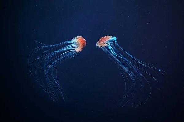 Two Jellyfish Swimming Bottom Sea Chrysaora Pacifica — 스톡 사진