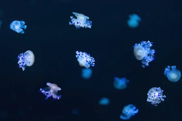 Several Jellyfish Moving Blue Bottom Sea Seen Close — ストック写真