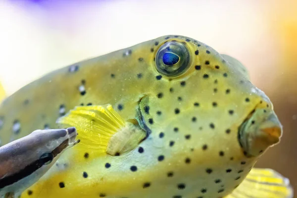 Жовта Риба Повітряній Кулі Морі Тропічний Кораловому Рифі — стокове фото
