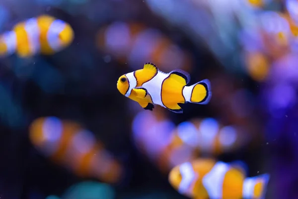 Orange Clownfish Amphiprion Ocellaris Marine Aquarium Tropical Fish Coral Reef — Stok fotoğraf