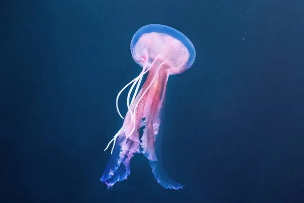 Medusas Pelagia Noctiluca Fundo Oceano Visto Perto — Fotografia de Stock