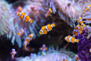 Tropikal mercan resifinde birkaç renkli palyaço balığı. (Amphiprioninae)