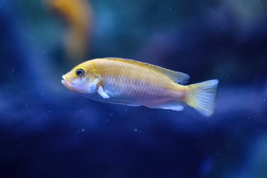 Sarı balık deniz tabanında yüzüyor. Mavi arkaplan