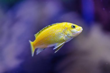 Yellow fish in the sea. Seen from close up