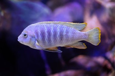 Mor balıklar denizin dibinde yüzüyorlar. Mor arkaplan