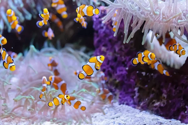 Несколько Рыб Клоунов Амфиприона Ocellaris Морском Аквариуме Тропические Рыбы Коралловом — стоковое фото