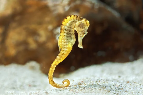 水族馆 Hippocampus Reidi 的海马体长鼻孔的样本也称为细海马体 — 图库照片