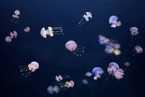 Several Jellyfish Swimming Bottom Ocean Blue Background Phyllorhiza Punctata Seen — ストック写真