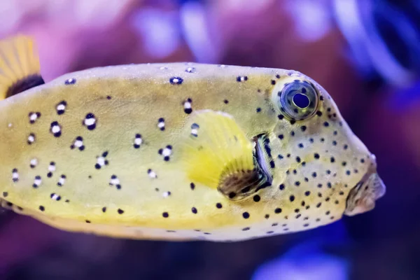 Yellow Balloon Fish Aquarium Purple Pink Background Tropical Coral Reef — Stok fotoğraf