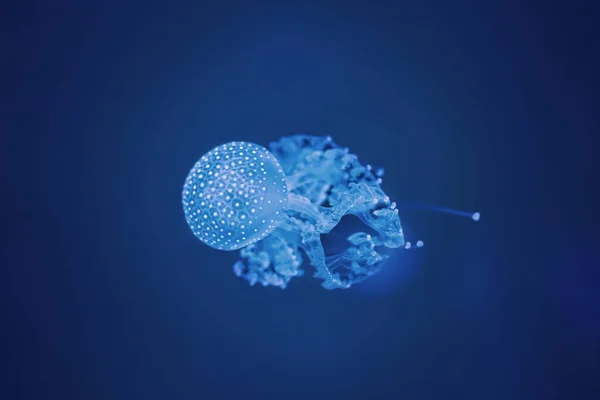 Jellyfish swimming at the deep end of the sea. Blue background. Phyllorhiza punctata