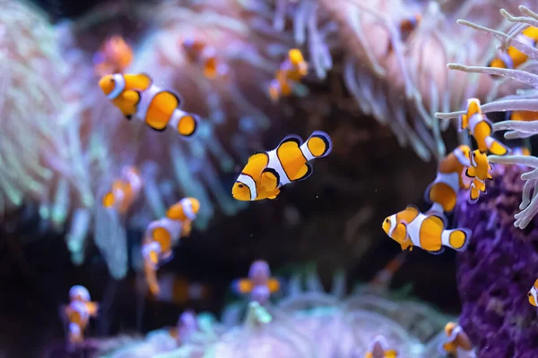 Several Colorful Clownfish Tropical Coral Reef Amphiprioninae — Stok fotoğraf