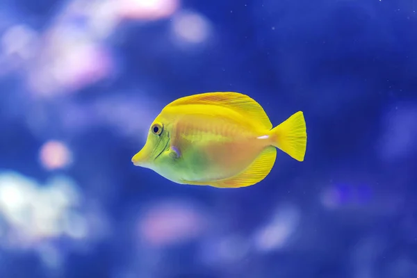 Yellow Fish Swimming Coral Reef Bottom Ocean Blue Background Light — Foto Stock