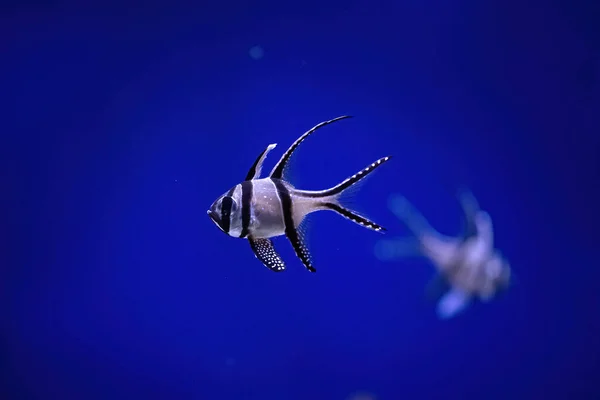 Рыба Кораллового Рифа Дне Голубого Океана Вид Спереди — стоковое фото