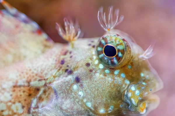 Macro Fish Scorpionfishes Aquarium Scorpionfishes Front View — 스톡 사진