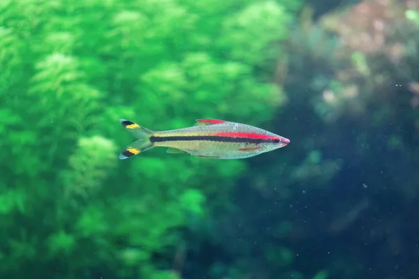 Koraalrif Vissen Zwemmen Het Aquarium Groene Achtergrond — Stockfoto