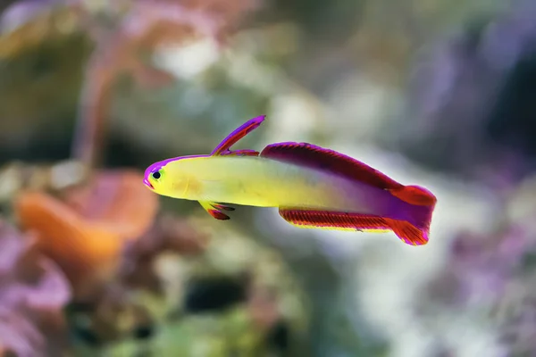 Bright Yellow Red Fish Swimming Corals Sea Abstract Background — Fotografia de Stock