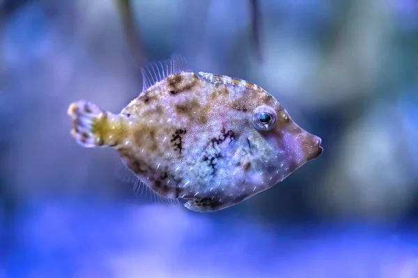 Korallenrifffische Auf Dem Meeresgrund Blauer Hintergrund — Stockfoto