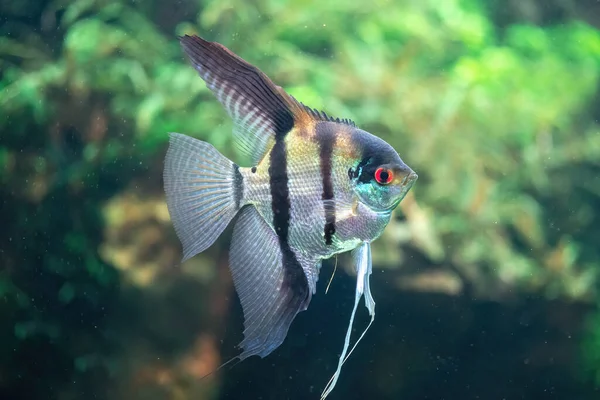 Coral Reef Fish Aquarium Green Background Front View — Stock Photo, Image