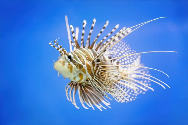 Mavi Arka Planda Pterois Balığı Akvaryumda Yakından Görülüyor Deniz Hayvanı — Stok fotoğraf