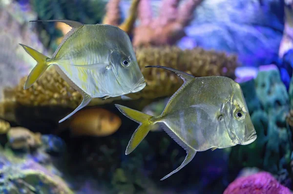 Two Big Fish Swimming Ocean Full Corals Colorful Background — Stok fotoğraf