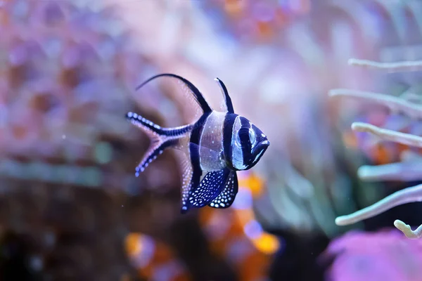 Коралловый Риф Рыбачит Аквариуме Фон Разнообразных Цветов Вид Спереди — стоковое фото