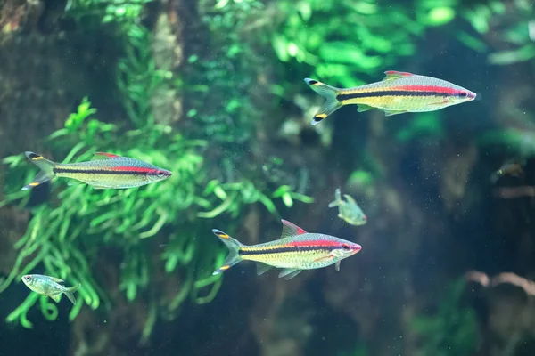 Plusieurs Poissons Récifs Coralliens Nagent Dans Aquarium Milieu Marin Vert — Photo