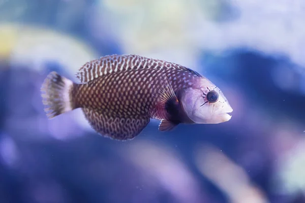 Fish Swimming Coral Reef Bottom Sea Violet Background Light Tones — Stok fotoğraf