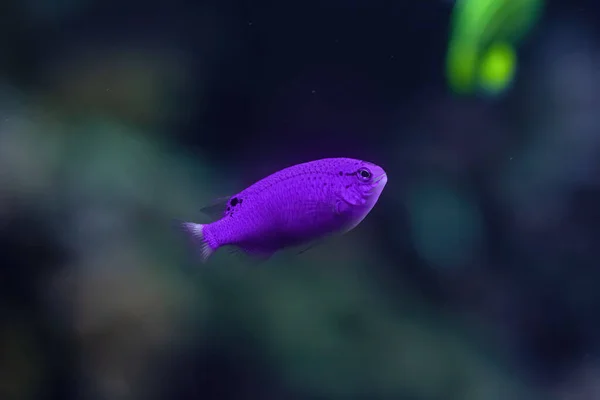 Best aquarium fish Stock Photos, Royalty Free Best aquarium fish Images | Depositphotos