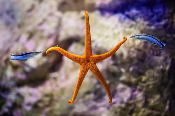 Two fish playing with an orange starfish in the sea. Front view