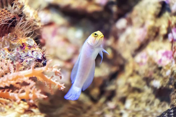 Μικρά Κιτρινοκέφαλα Ψάρια Παρατηρούν Περιβάλλον Τους Στη Θάλασσα Ιστορικό Θαλάσσιων — Φωτογραφία Αρχείου