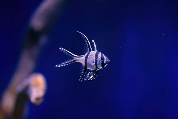 Fish swimming in dark blue background. Front view