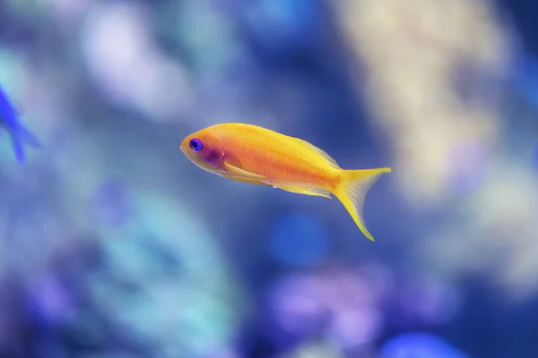 Yellow and orange fish swimming in a coral reef. Violet and blue background