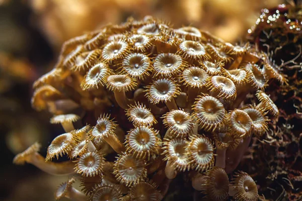 Θαλάσσια Κοράλλια Σχήμα Καφέ Μανιταριών Στον Βυθό Της Θάλασσας — Φωτογραφία Αρχείου