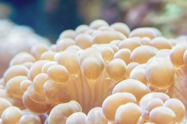 Желтые Кораллы Дне Океана Взгляд Крупным Планом — стоковое фото