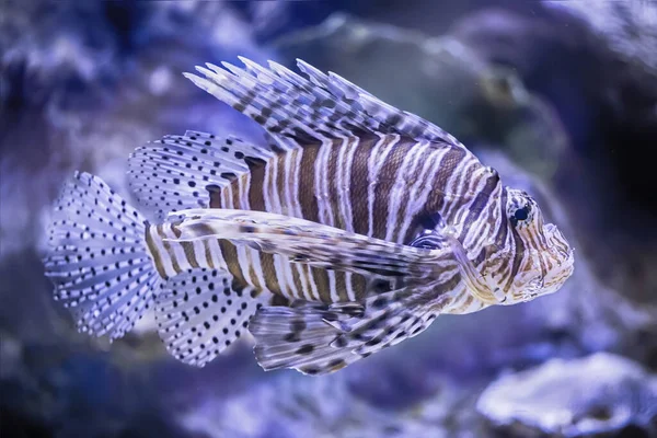 Striped Fish Ocean Floor Violet Background — Stok fotoğraf