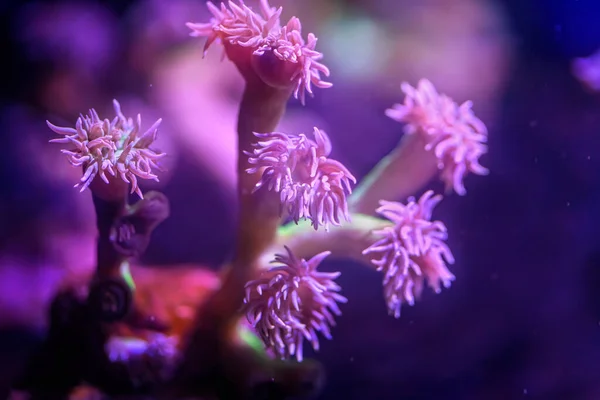 Ροζ Θαλάσσια Κοράλλια Σκούρο Φόντο Στον Βυθό Της Θάλασσας — Φωτογραφία Αρχείου