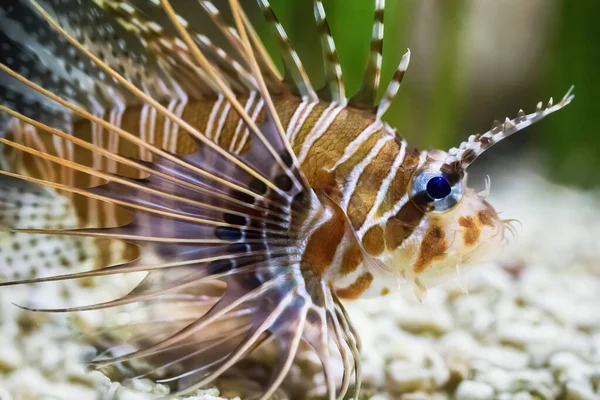 Akvaryumda Pterois Balığı Yakından Görüldü Görünüm — Stok fotoğraf