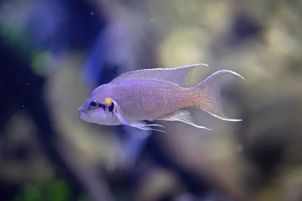 Фіолетова Риба Плаває Акваріумі Абстрактний Фон — стокове фото