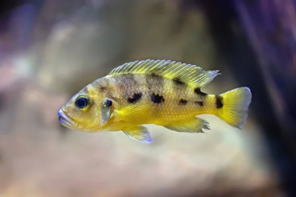 Peces Amarillos Nadando Acuario Fondo Brillante — Foto de Stock